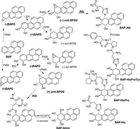 Biomonitoring Human Albumin Adducts The Past The Present And The