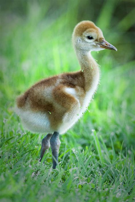 Sandhill Crane Chick Photograph By Fran Gallogly Fine Art America