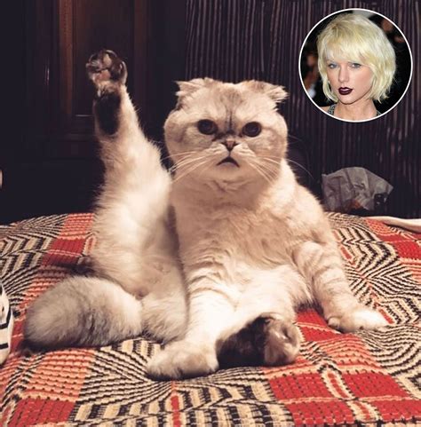 Taylor Swifts Cat Olivia Is Adorably Preparing For Her Tour