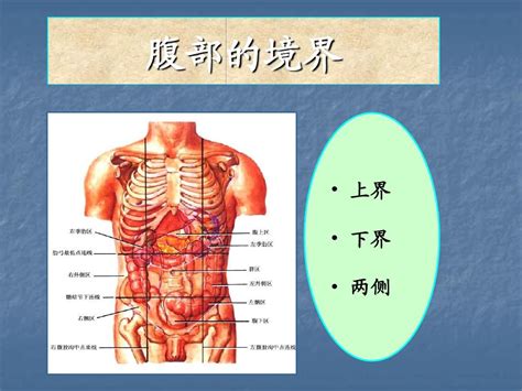 腹腔解剖图详细图 千图网