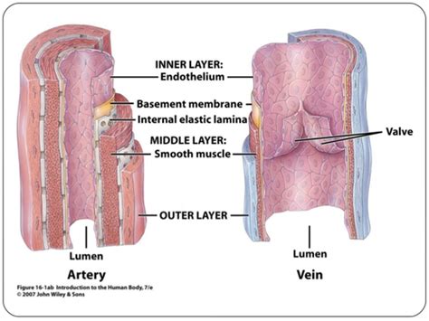 Endocrine Pancreas Part 2 Flashcards Quizlet