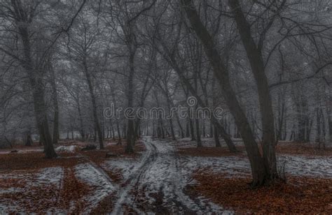 Creepy Forest In Winter Stock Image Image Of Contrast 45055671