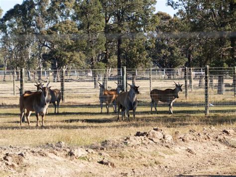 Eland Zoochat