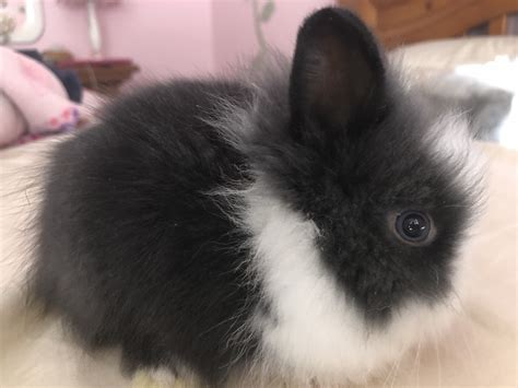 Lionhead Rabbit Rabbits For Sale Temecula Ca 264319