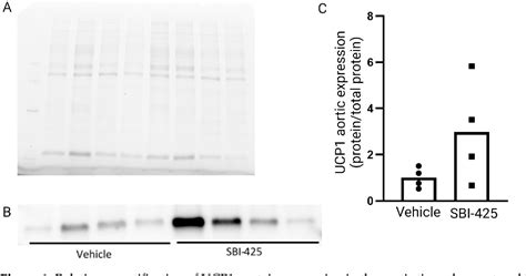 Figure 2 From A Proteomic Screen To Unravel The Molecular Pathways