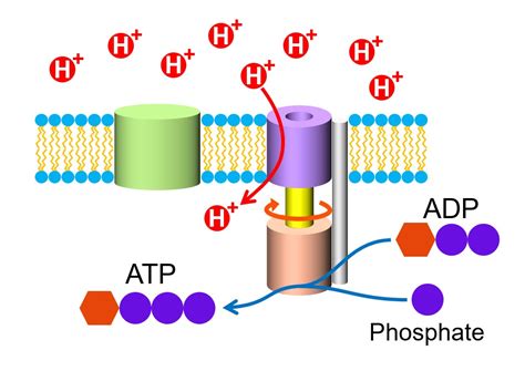 A Very Simple Explanation For The Mechanism Of ATP Energy Source For