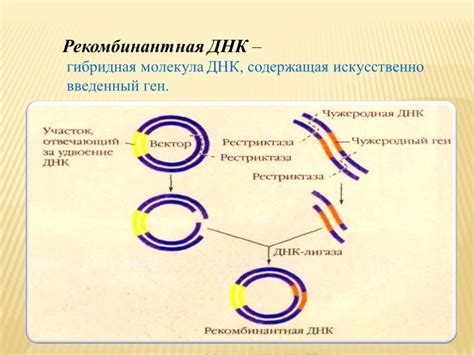 Презентация "Технология Рекомбинантных Днк." – скачать проект