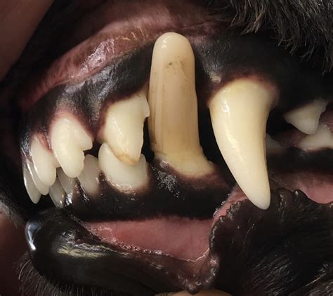 Treating Malocclusion In Dogs And Cats Veterinary Practice