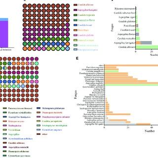 Identification of pathogenic fungi by conventional culture methods and... | Download Scientific ...