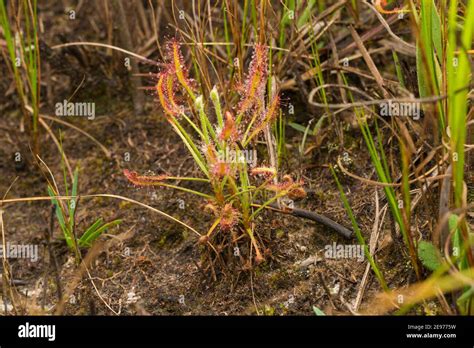 Nice Plant Of Drosera Chrysolepis A Stemforming Sundew In The Serra