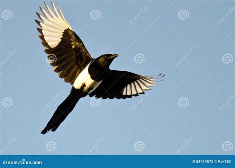 1,541 Magpie Flying Stock Photos - Free & Royalty-Free Stock Photos ...