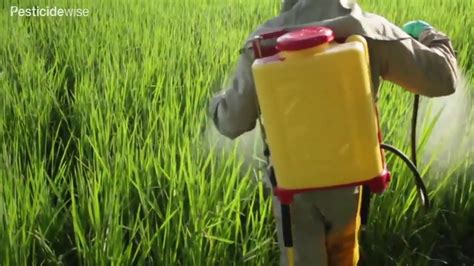 ধন নযপসযক সপরযর দয সপর কর Knapsack spraying rice