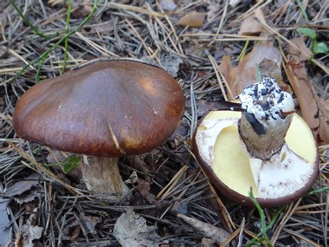 Suillus luteus: The Ultimate Mushroom Guide