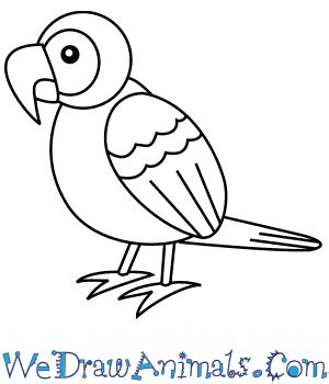 Parrot Drawing For Kids Step By Step