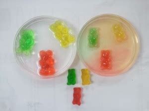 Fun and Easy Gummy Bear Science Experiement for Kids | Science Project Ideas