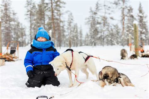 Rovaniemi Forfait Fermes De Huskies Et Rennes En Minibus GetYourGuide