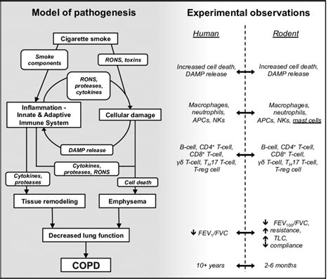 Pathogenesis Of Human And Experimental Copd Induced In Response To