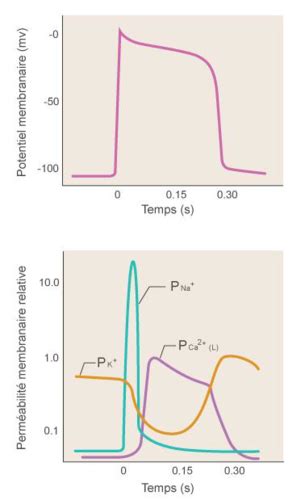 Bases De L Lectrophysiologie Cardiaque Cartes Quizlet