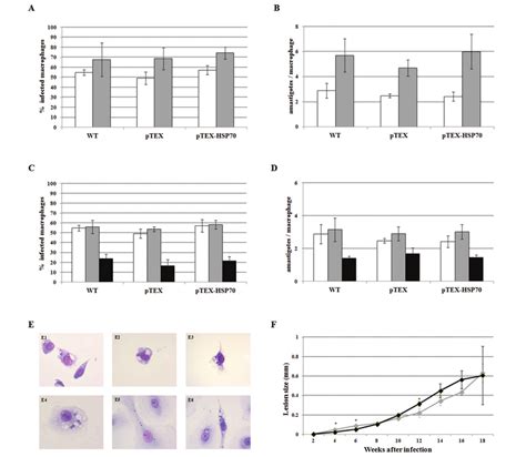 Leishmania Amazonensis Wild Type Wt Ptex And Ptex Heat Shock