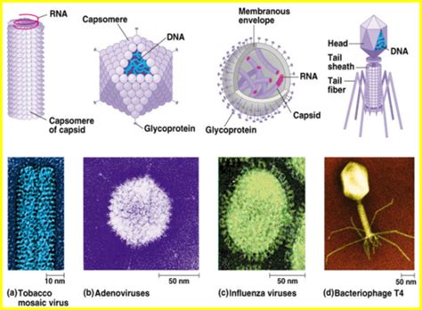 Properties Of Viruses Flashcards Quizlet