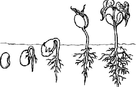 Ciclo De Vida De Las Plantas Para Colorear