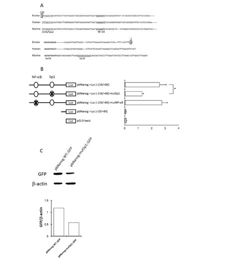 Effects Of Site Directed Mutations Within The Nf κb And Sp1 Binding