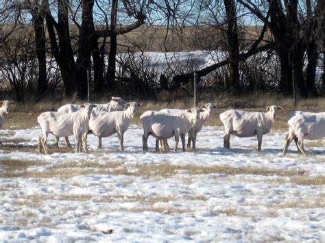Gumbo Lily Shearing Or Bare Naked Sheep
