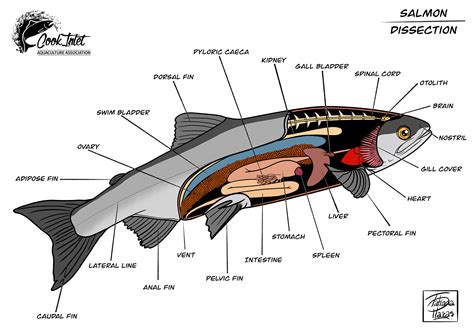 Salmon Dissection On Behance