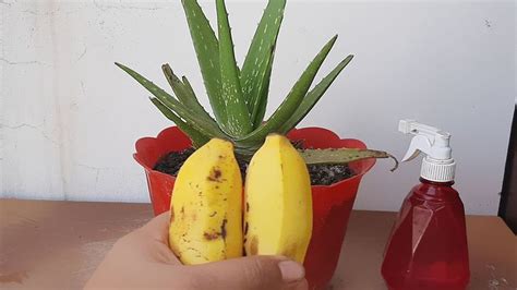 Easy And Free Fertilizer For Any Plants Banana Peel Fertilizer