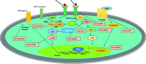 Signaling Pathways And Other Entities Involved In Tnbc This Diagram