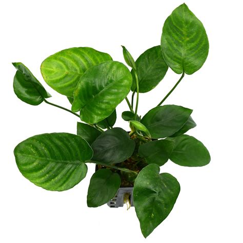 Anubias Barteri Var Nana Large Aquasabi Aquascaping Shop