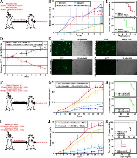 The Opposing Roles Of MSCs In IRISOE TNBC Tumors A Schematic