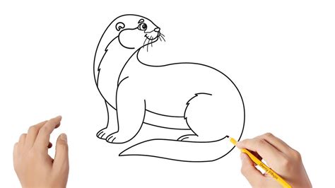 C Mo Dibujar Una Nutria Dibujos Sencillos Youtube