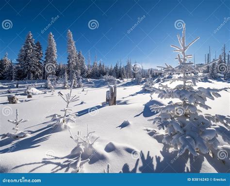 Solig Vinterdag I Bergskogen Fotografering F R Bildbyr Er Bild Av