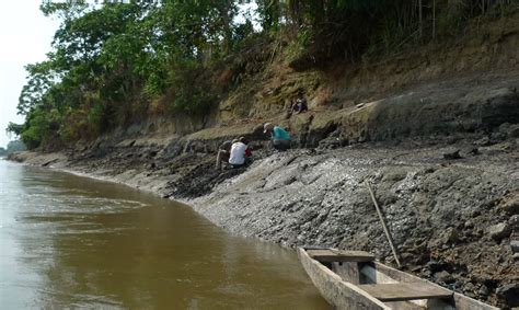 Gigantesco crânio de boto antigo é descoberto na Amazônia