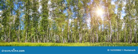 Birch Grove On A Sunny Spring Summer Day Landscape Banner Stock Photo