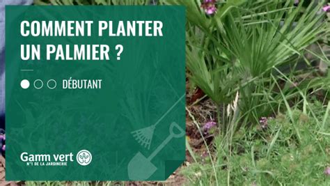 Tuto Comment Planter Un Palmier Gamm Vert