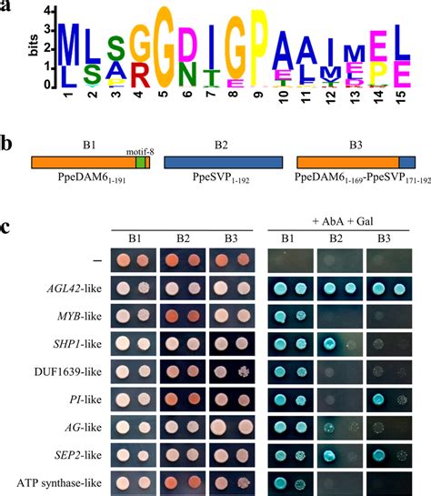 Replacement Of A Dam Specific Motif Alters Ppedam6 Protein