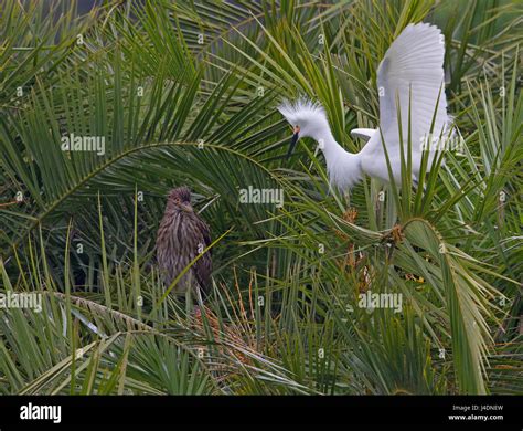 Snowy Egret In Breeding Plumage Stock Photo Alamy