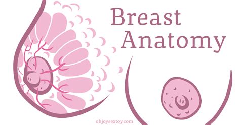 Oh Joy Sex Toy Breast Anatomy