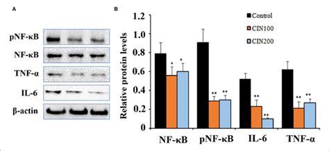 Cinnamaldehyde Supplementation Inhibits The Activation Of Nf B In