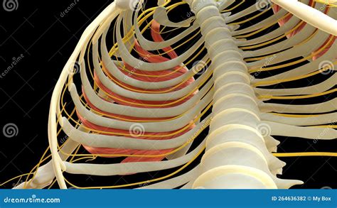 Serratus Anterior Muscle Anatomy For Medical Concept 3D Rendering Stock