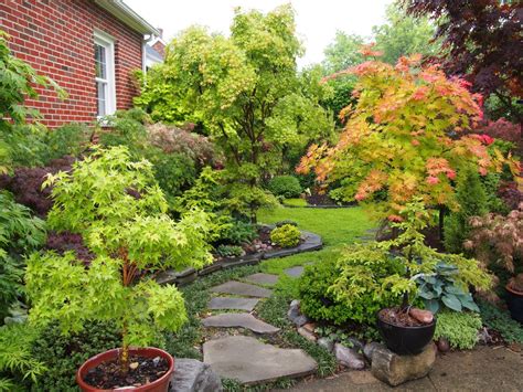 Japanese Maple Garden, Dwarf Japanese Maple, Japanese Gardens, Bonsai ...