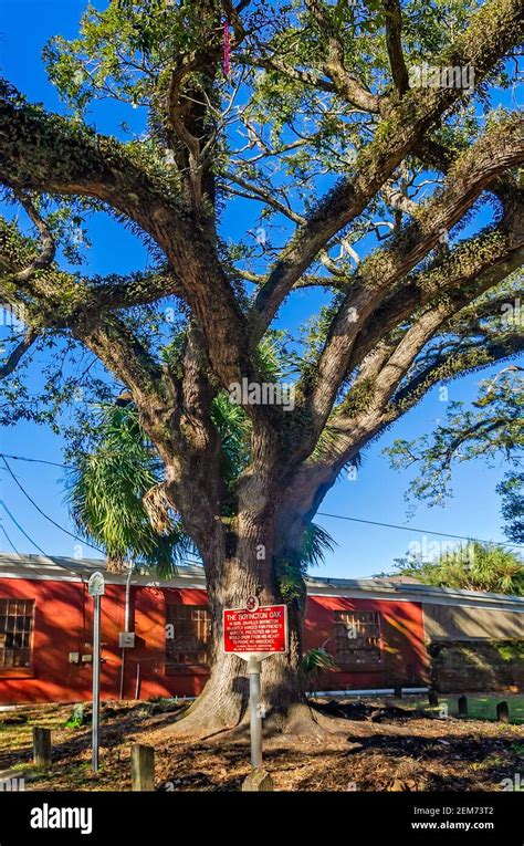 A historic marker stands in front of the Boyington Oak, Feb. 19, 2021, in Mobile, Alabama Stock ...