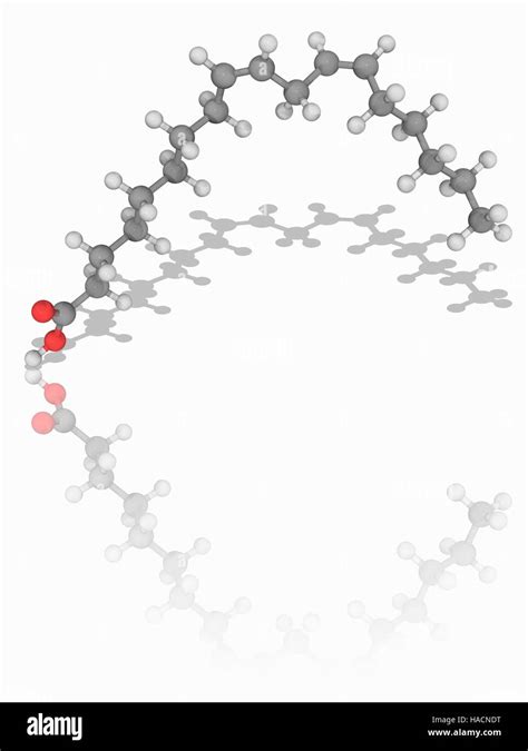 Linoleic acid. Molecular model of the polyunsaturated fatty acid linoleic acid (C18.H32.O2 ...