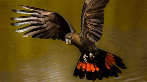 Glossy Black-Cockatoo - BirdLife Australia