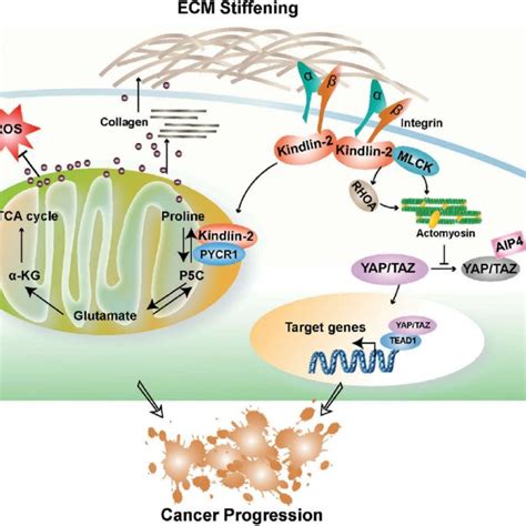 PDF Mechano Regulation Of Proline Metabolism And Cancer Progression