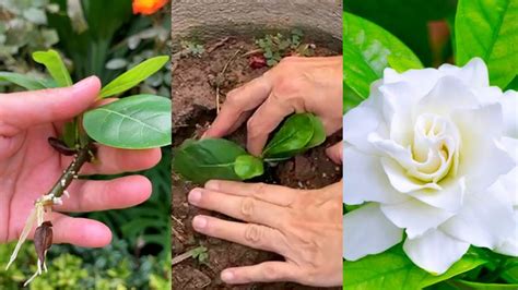 How To Grow And Care For Gardenia Plant Propagate Gardenia Plant Rm Garden Shorts Youtube