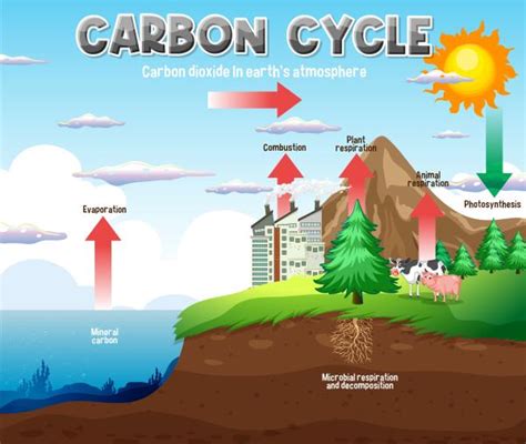 Ciclo Del Carbono Qué Es Etapas E Importancia Resumen