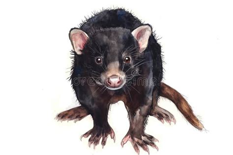 Tasmanian Devil Isolated White Stock Illustrations 200 Tasmanian